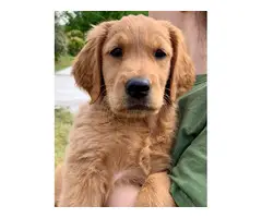 AKC registered Golden Retriever puppies for sale