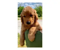AKC registered Golden Retriever puppies for sale - 2