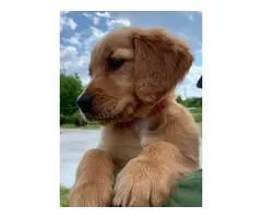 AKC registered Golden Retriever puppies for sale - 3