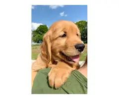 AKC registered Golden Retriever puppies for sale - 4