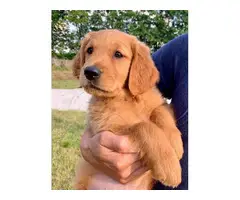 AKC registered Golden Retriever puppies for sale - 5