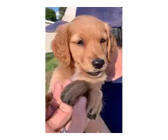 AKC registered Golden Retriever puppies for sale - 6