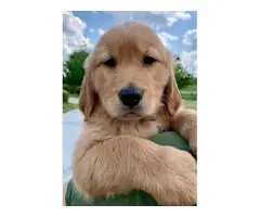AKC registered Golden Retriever puppies for sale - 7