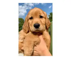 AKC registered Golden Retriever puppies for sale - 8