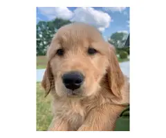 AKC registered Golden Retriever puppies for sale - 9