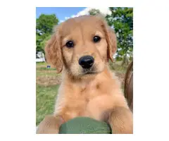 AKC registered Golden Retriever puppies for sale - 10