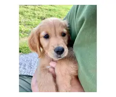 AKC registered Golden Retriever puppies for sale - 11