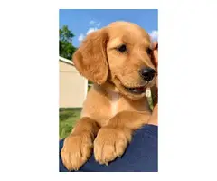 AKC registered Golden Retriever puppies for sale - 12