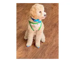 Apricot Poodle Puppies for Sale