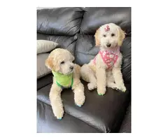 Apricot Poodle Puppies for Sale - 3