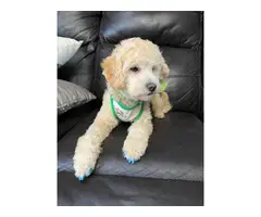 Apricot Poodle Puppies for Sale - 4