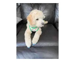 Apricot Poodle Puppies for Sale - 5
