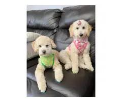 Apricot Poodle Puppies for Sale - 6