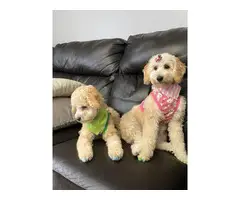 Apricot Poodle Puppies for Sale - 7