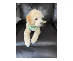 Apricot Poodle Puppies for Sale - 8