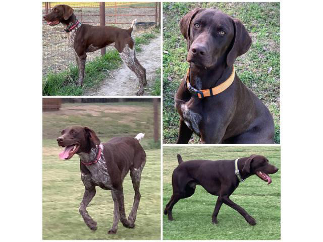 German Shorthaired Pointer puppies for sale in Hamilton, Texas - Puppies for Sale Near Me