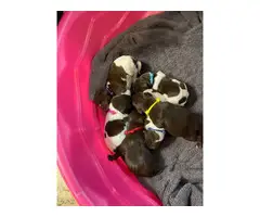 German Shorthaired Pointer puppies for sale - 3