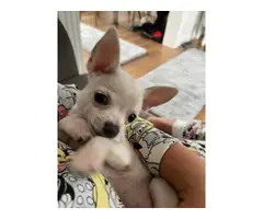 White Apple head Chihuahua puppy for sale