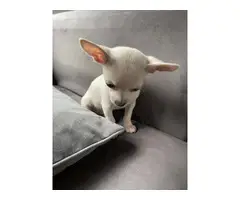 White Apple head Chihuahua puppy for sale - 2