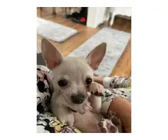 White Apple head Chihuahua puppy for sale - 3