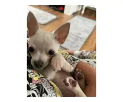 White Apple head Chihuahua puppy for sale - 4
