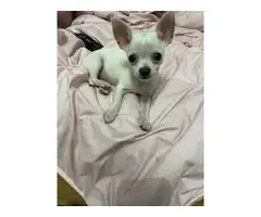 White Apple head Chihuahua puppy for sale - 5