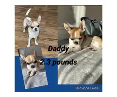 White Apple head Chihuahua puppy for sale - 8