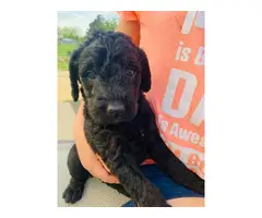 3 Labradoodle puppies for sale