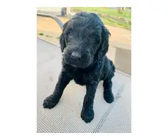 3 Labradoodle puppies for sale - 2