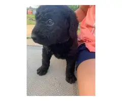 3 Labradoodle puppies for sale - 3