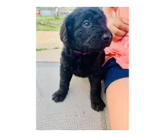 3 Labradoodle puppies for sale - 4
