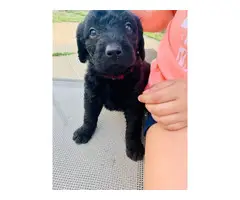 3 Labradoodle puppies for sale - 5
