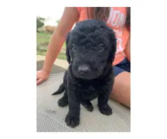 3 Labradoodle puppies for sale - 6