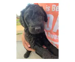 3 Labradoodle puppies for sale - 7