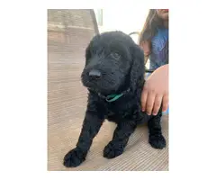 3 Labradoodle puppies for sale - 8