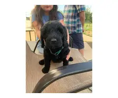 3 Labradoodle puppies for sale - 9