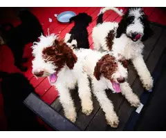 2 girls and 4 boys standard poodle for sale
