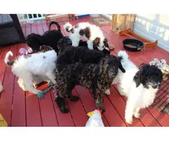 2 girls and 4 boys standard poodle for sale - 2