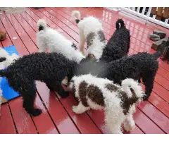 2 girls and 4 boys standard poodle for sale - 3