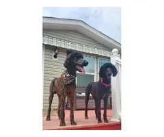 2 girls and 4 boys standard poodle for sale - 4