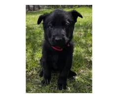 8 AKC German Shepherd Puppies for Sale - 2