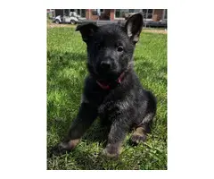 8 AKC German Shepherd Puppies for Sale - 4