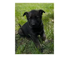 8 AKC German Shepherd Puppies for Sale - 6