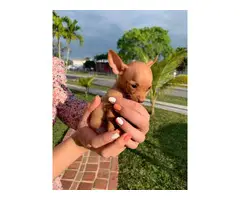 2 Teacup chihuahua puppies for sale - 1