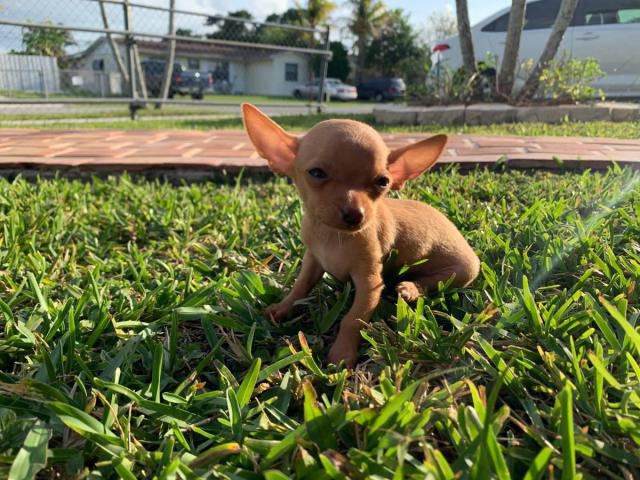 2 Teacup chihuahua puppies for sale in Fort Myers, Florida