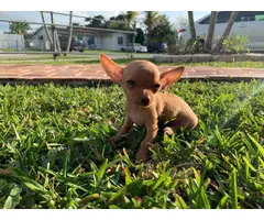 2 Teacup chihuahua puppies for sale - 5