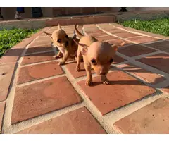 2 Teacup chihuahua puppies for sale - 6