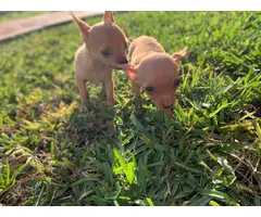 2 Teacup chihuahua puppies for sale - 9