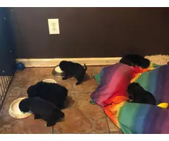 5 Black pug puppies for sale - 1