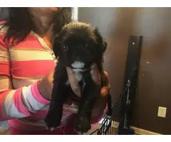 5 Black pug puppies for sale - 2